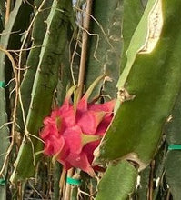 Lade das Bild in den Galerie-Viewer, Drachenfrüchte 1 kg (rot)