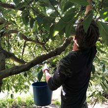 Lade das Bild in den Galerie-Viewer, Avocado Sorten-Mix (4,5 kg)

