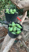 Lade das Bild in den Galerie-Viewer, Avocado Sorten-Mix (4,5 kg)
