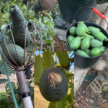 Lade das Bild in den Galerie-Viewer, Avocado Sorten-Mix (4,5 kg)
