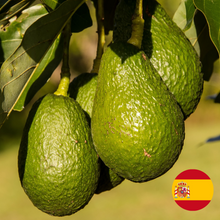 Lade das Bild in den Galerie-Viewer, Avocado Hass 4,5 kg
