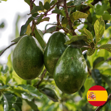 Lade das Bild in den Galerie-Viewer, Avocado Fuerte 4,5 kg
